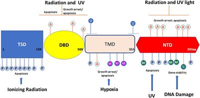 Post-translational Modifications of the p53 Protein and the Impact in Alzheimer’s Disease: A Review of the Literature